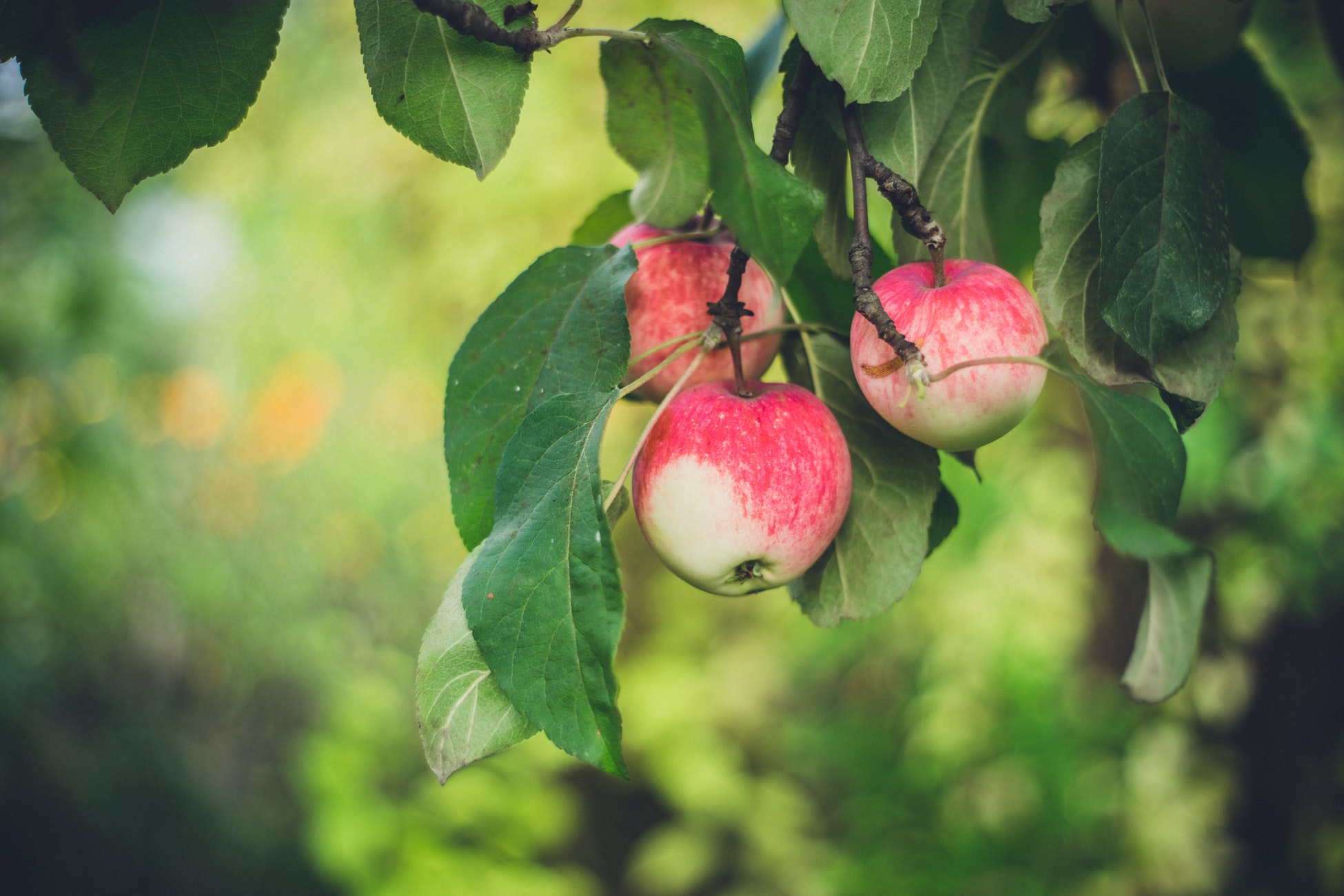 how-long-does-a-food-forest-take-to-grow-start-a-food-forest